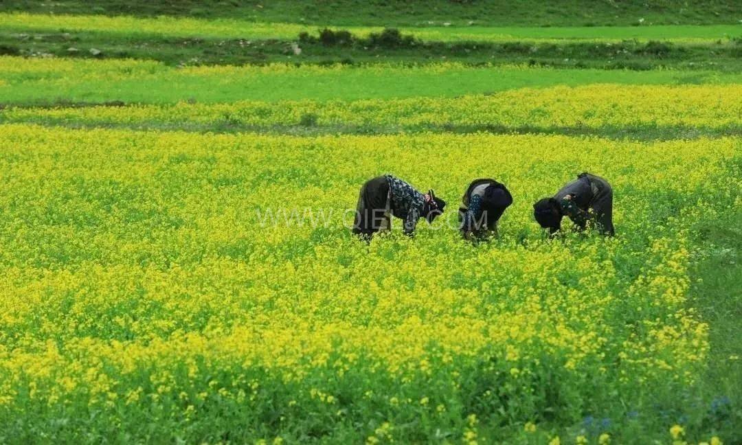 西藏企鵝糧油機(jī)械設(shè)備案例之墨竹工卡縣小油菜榨油廠項(xiàng)目(圖1) 西藏企鵝糧油機(jī)械設(shè)備案例之墨竹工卡縣小油菜榨油廠項(xiàng)目(圖1)