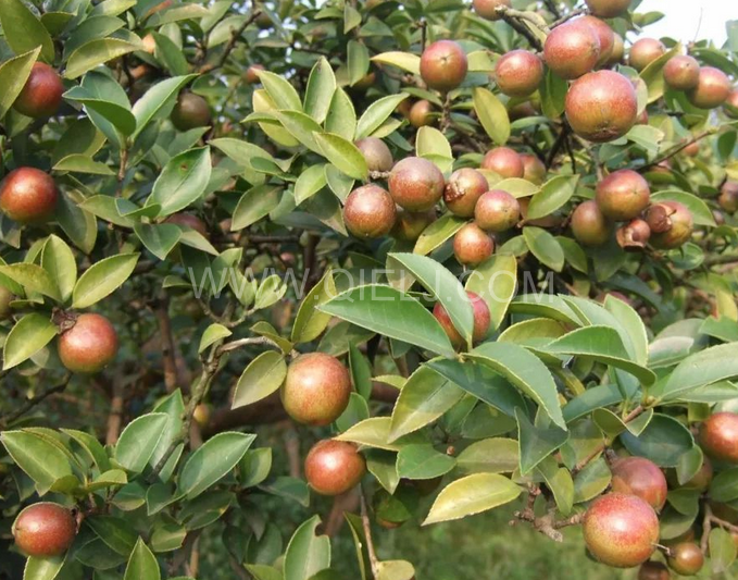 茶籽油壓榨設(shè)備認(rèn)準(zhǔn)企鵝機(jī)械，性能穩(wěn)定操作便利(圖1)