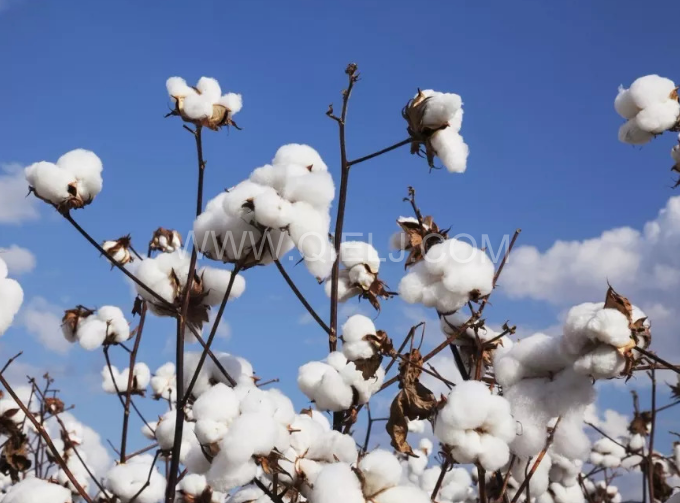 棉籽油精煉設(shè)備，充分脫離棉酚生產(chǎn)健康營養(yǎng)油(圖1)